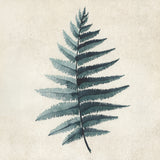 Teal watercolor fern 5 Poster och Canvastavla