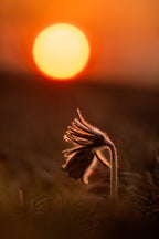 Pulsatilla nigricans Poster och Canvastavla