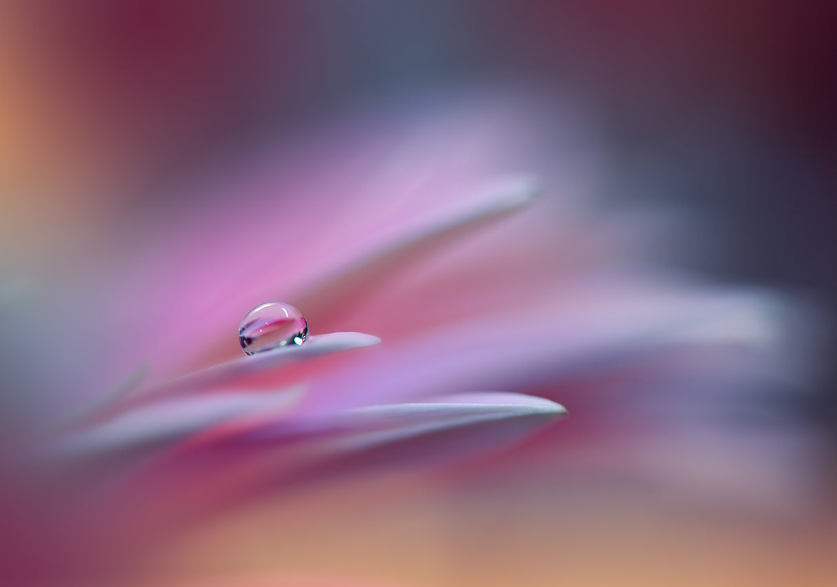 Sound Of Colors.. Poster och Canvastavla