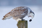 Snowy Owl - Cough it up buddy Poster och Canvastavla
