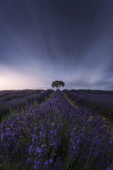 The tree and the lavender Poster och Canvastavla