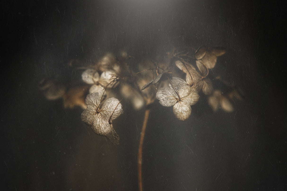 Withered hydrangea Poster och Canvastavla