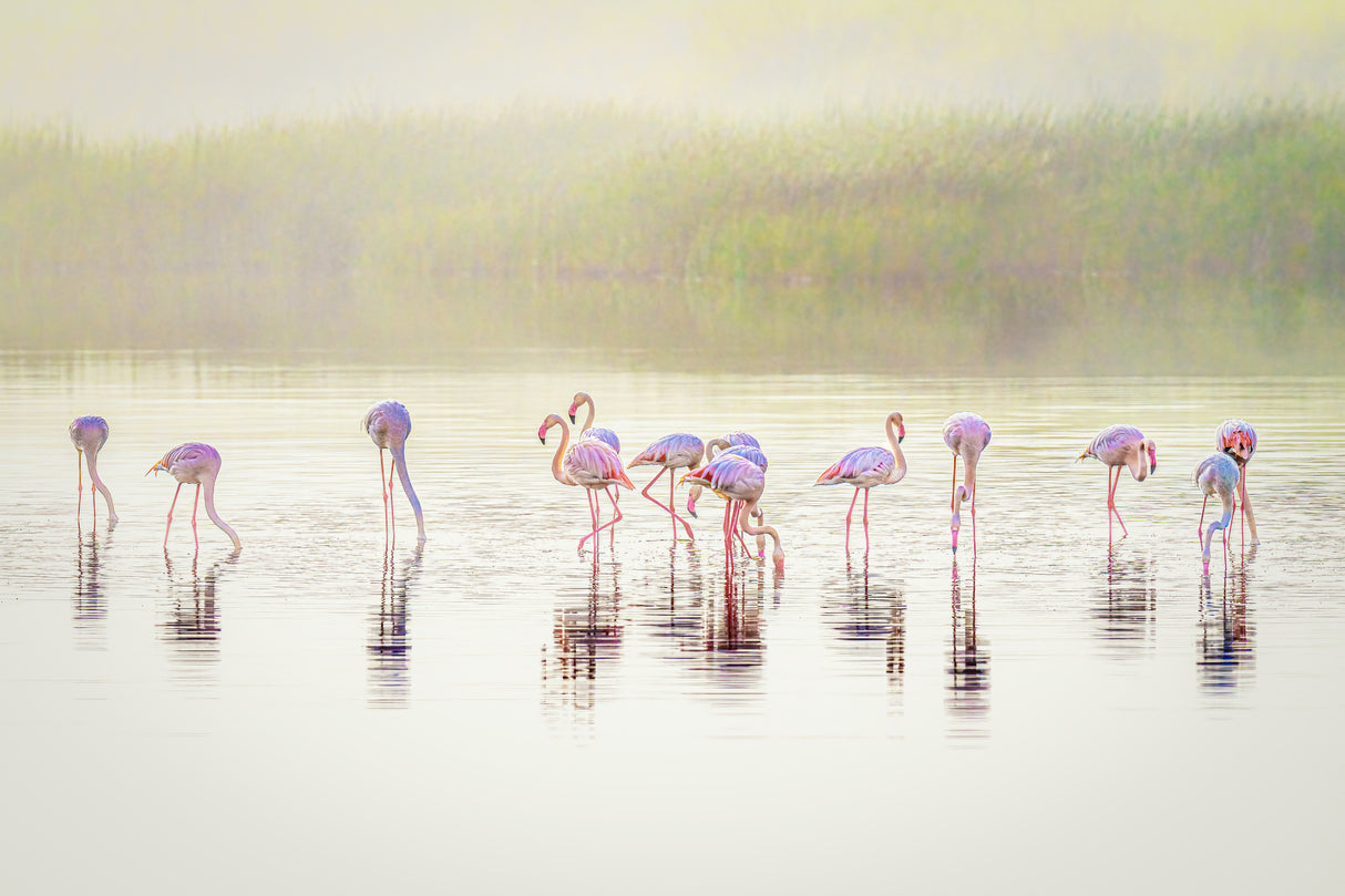 The pastel flamingos in the mist Poster och Canvastavla