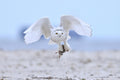 Snowy Owl Poster och Canvastavla