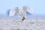 Snowy Owl Poster och Canvastavla