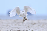 Snowy Owl Poster och Canvastavla