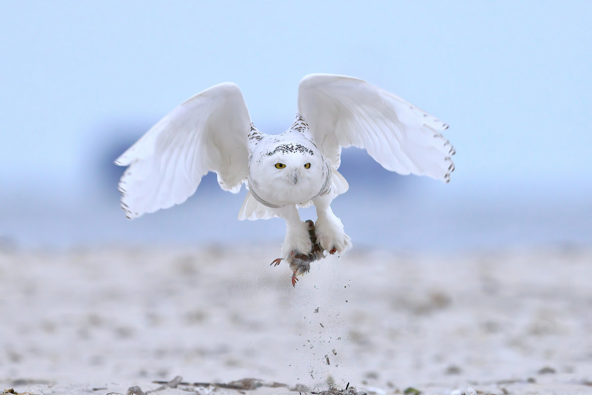 Snowy Owl Poster och Canvastavla