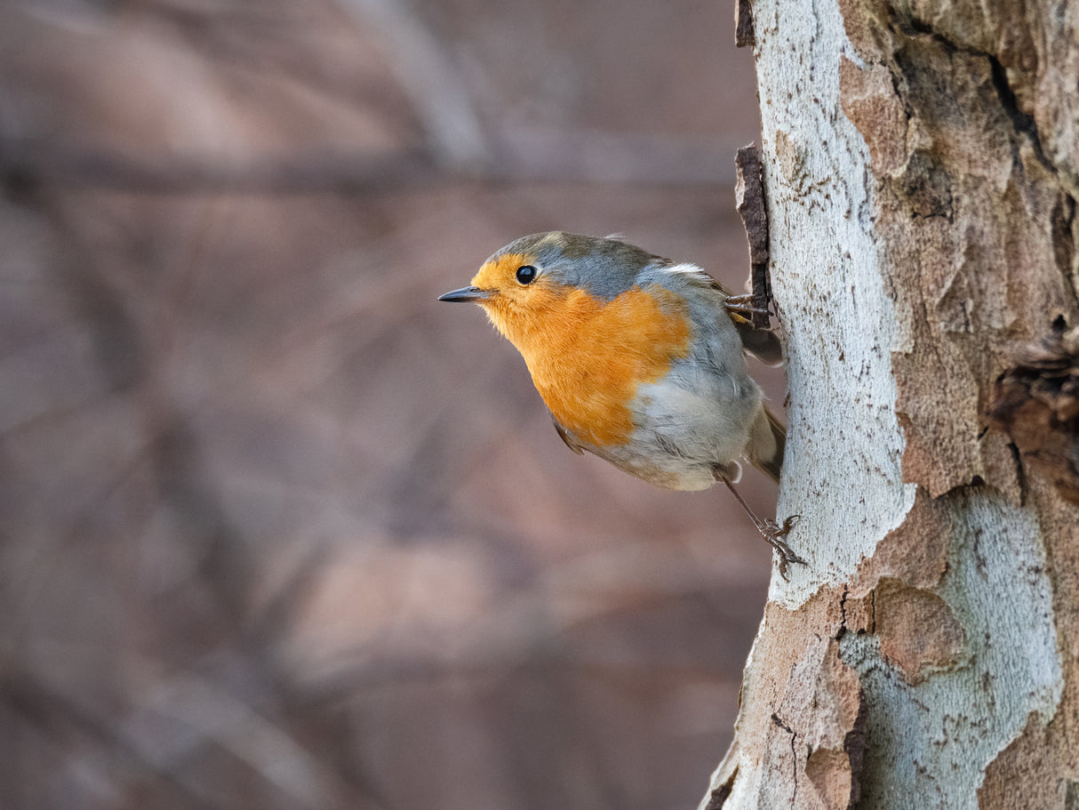 Not a nuthatch... Poster och Canvastavla
