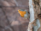 Not a nuthatch... Poster och Canvastavla