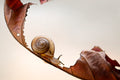 Curve Slide Snail Poster och Canvastavla