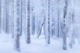 Winter forest Poster och Canvastavla