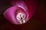 pink Lady Poster och Canvastavla