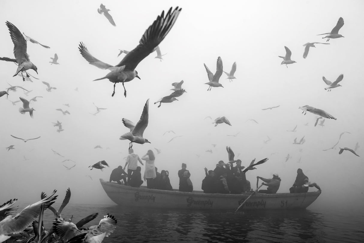 World of birds Poster och Canvastavla