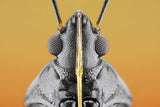 Plant Bug (Fulvius imbecilis) Poster och Canvastavla