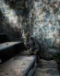 A street cat in a rainy day Poster och Canvastavla