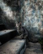 A street cat in a rainy day Poster och Canvastavla