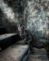 A street cat in a rainy day Poster och Canvastavla