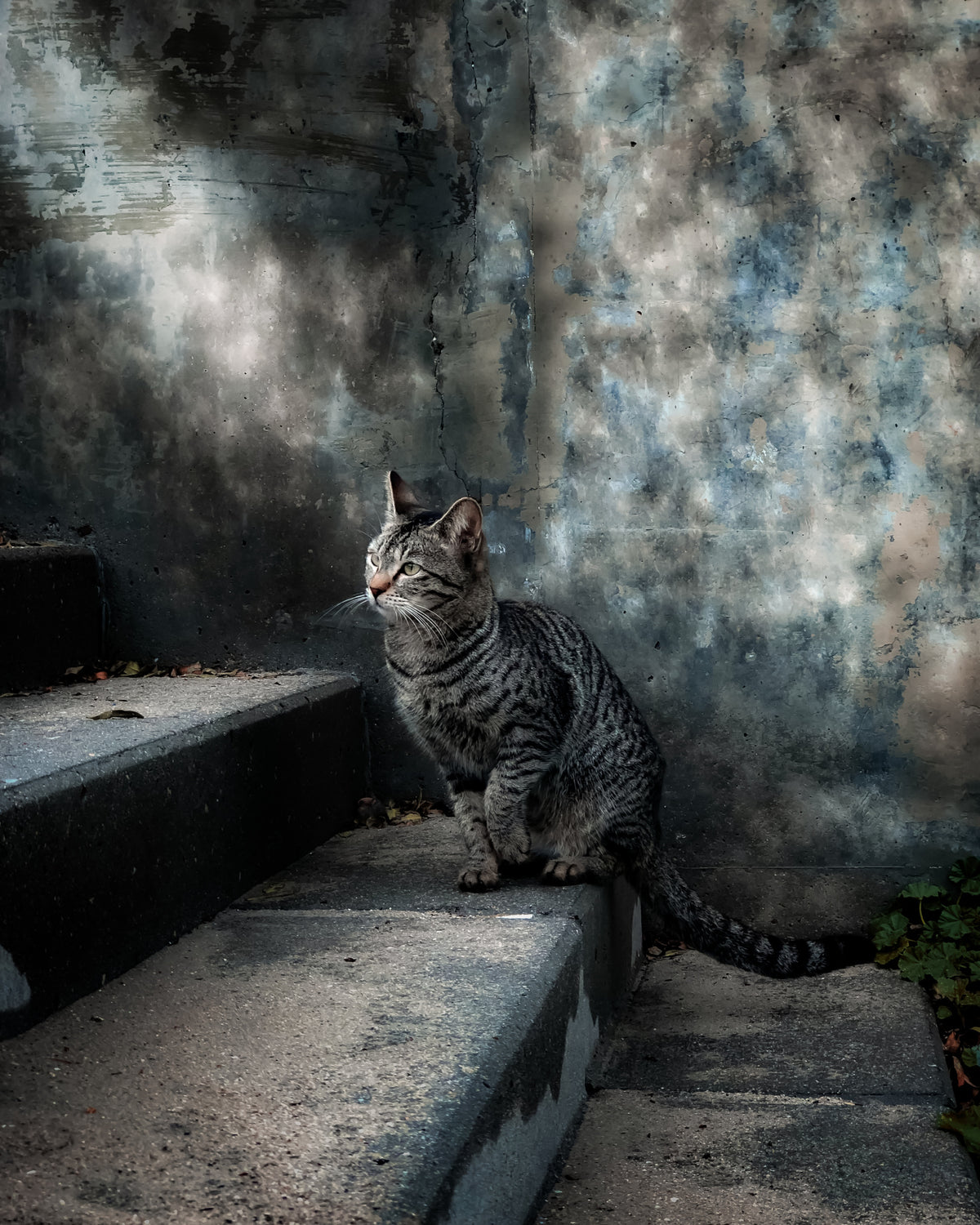 A street cat in a rainy day Poster och Canvastavla