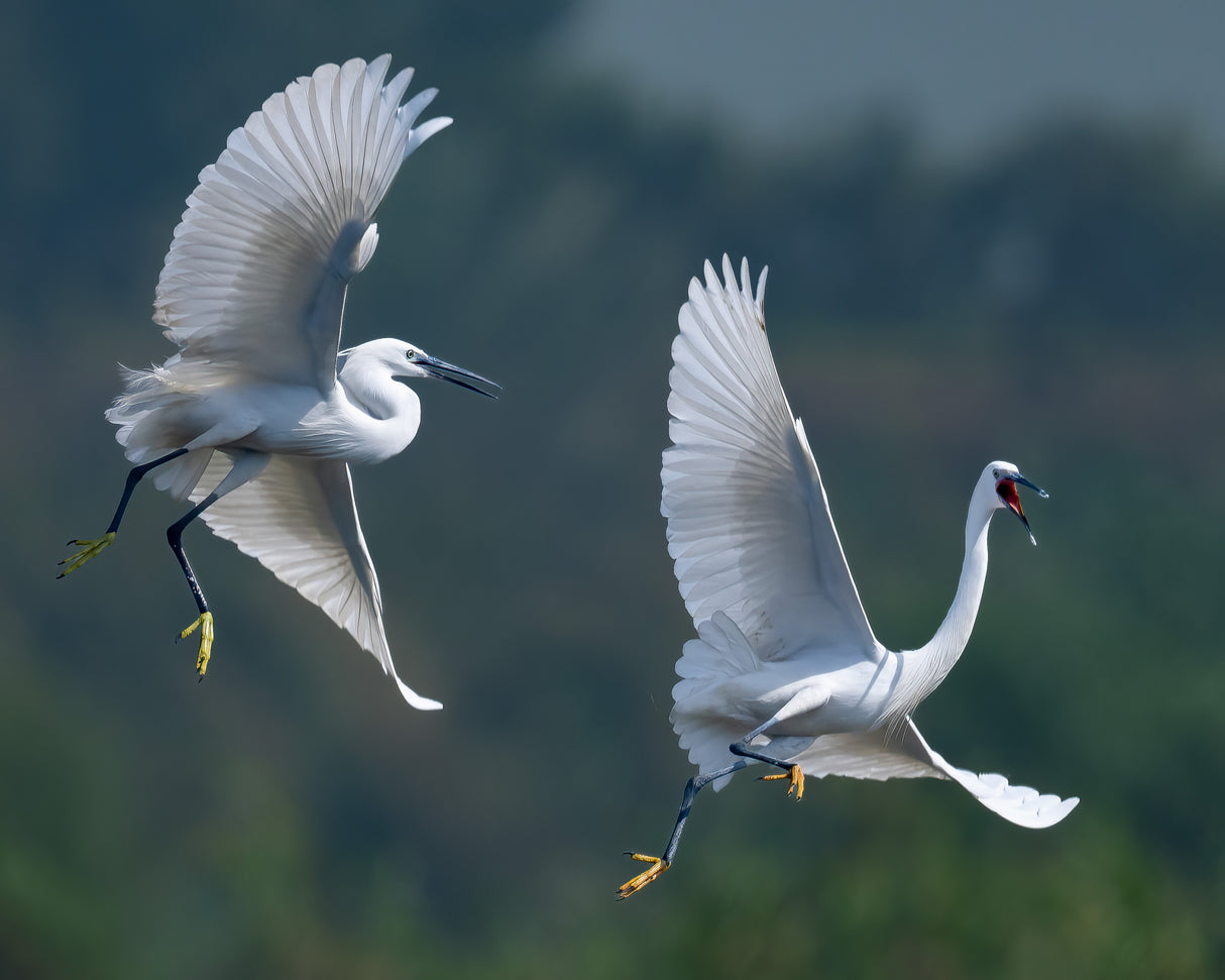 little egret Poster och Canvastavla