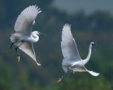 little egret Poster och Canvastavla
