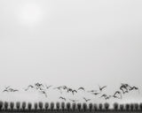 Seagulls over the fields Poster och Canvastavla