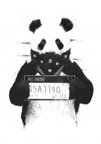 Bad panda Poster och Canvastavla
