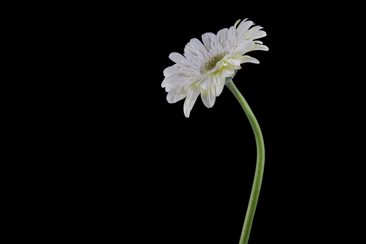 beautiful flower in front of black background Poster och Canvastavla