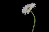 beautiful flower in front of black background Poster och Canvastavla