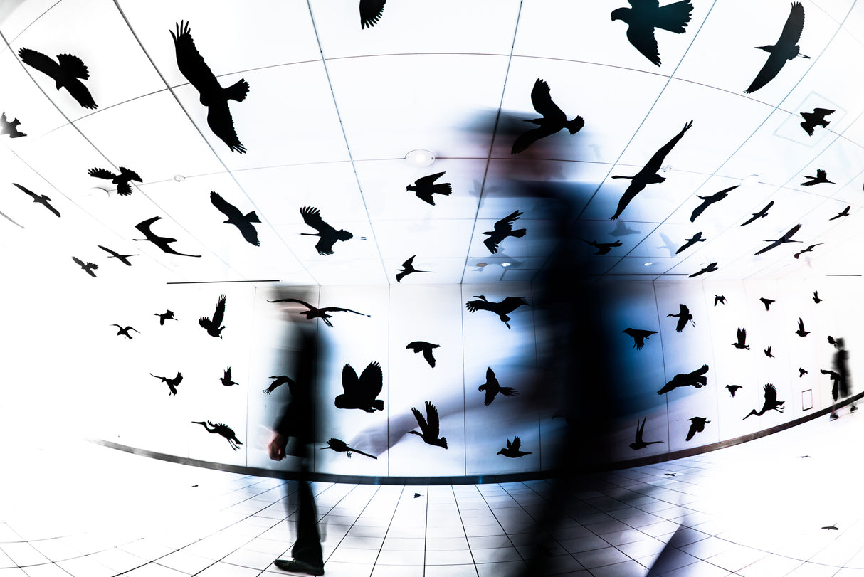 The Birds Poster och Canvastavla