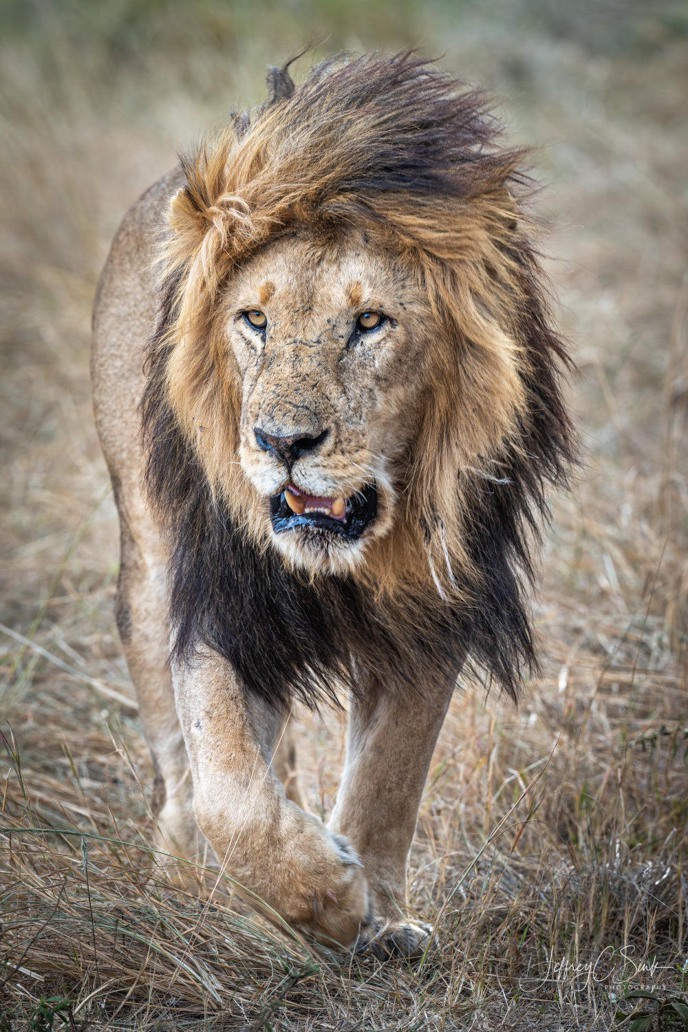 His majesty....on a rainy day. Poster och Canvastavla