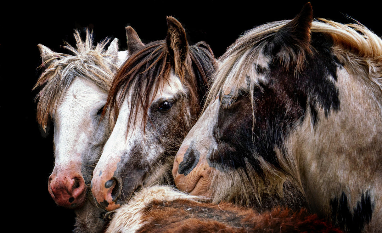 Gypsy Horse Fair Poster och Canvastavla