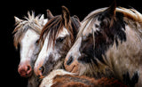 Gypsy Horse Fair Poster och Canvastavla