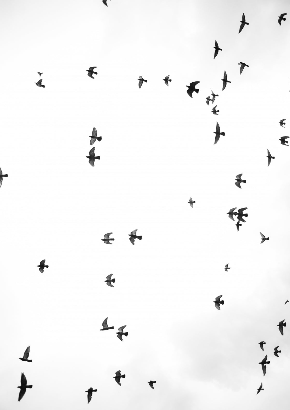 Flight &amp; Freedom No3 Poster och Canvastavla
