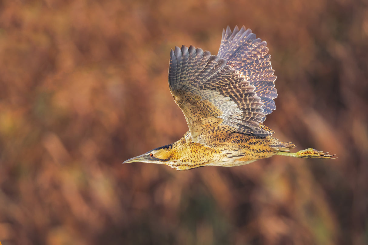 he flight of the bittern Poster och Canvastavla