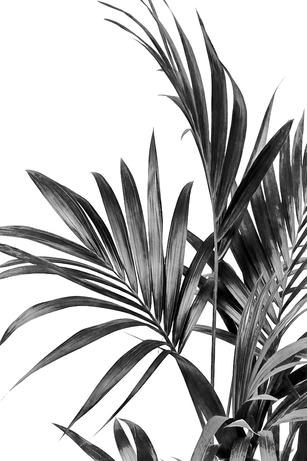Palm Leaves Black and White 01 Poster och Canvastavla