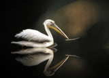 pelican Poster och Canvastavla
