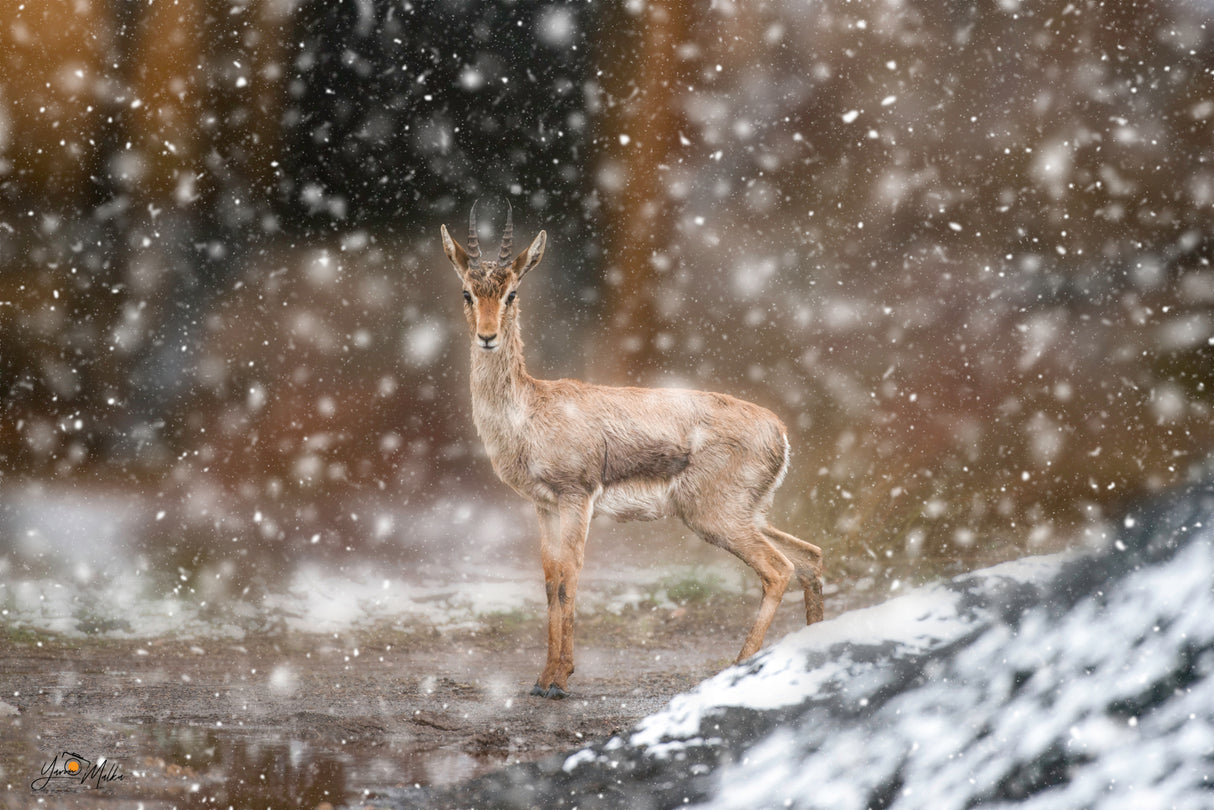 Bambi in the snow Poster och Canvastavla