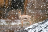 Bambi in the snow Poster och Canvastavla
