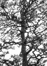 Japanese Garden 03 Poster och Canvastavla