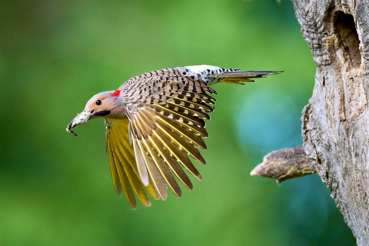 Northern Flicker in Flight Poster och Canvastavla