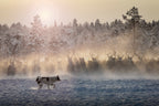 Reindeers - North of Russia Poster och Canvastavla