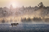 Reindeers - North of Russia Poster och Canvastavla