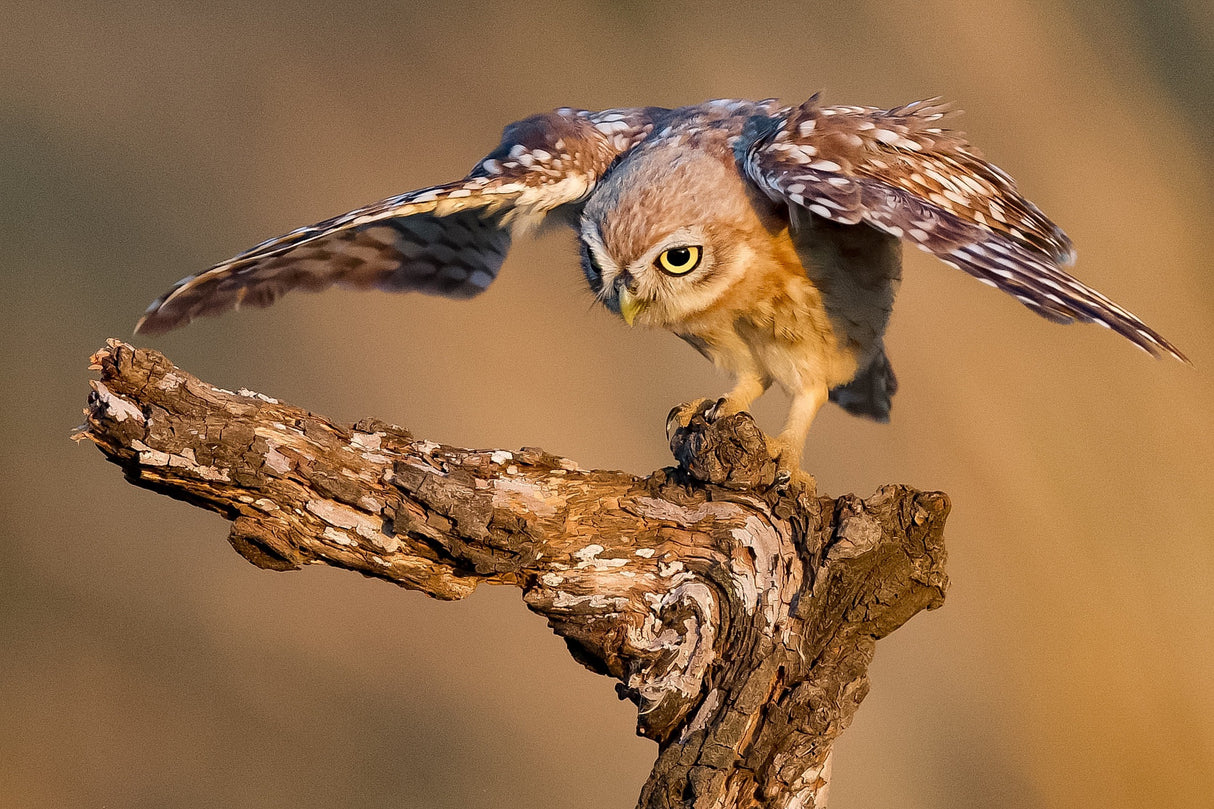 Little owl Poster och Canvastavla