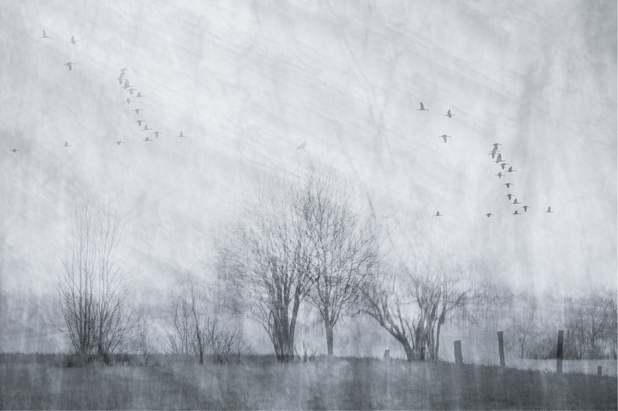 Cranes on a grey morning Poster och Canvastavla