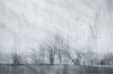 Cranes on a grey morning Poster och Canvastavla