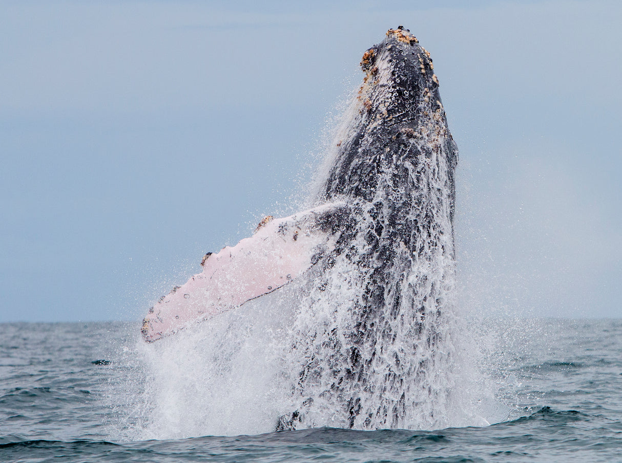 humpback whale migration Poster och Canvastavla