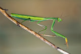 Happy Mantis Poster och Canvastavla