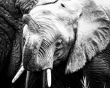 Elephant Calf Poster och Canvastavla