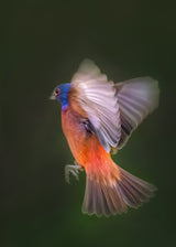 Painted Bunting Flying Poster och Canvastavla