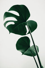 Monstera Natural 41 Poster och Canvastavla